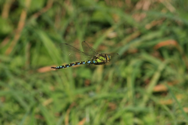 Aeschne bleue (Aeshna cyanea) &copy; Erwan Bielle